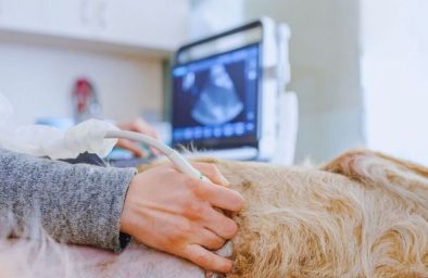 Ultrahang kép Ultrahang kép