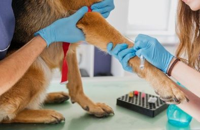 belgyógy kép belgyógy kép